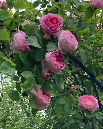 Paeusken Mit Rosengarten Im Hochsauerland * Bestwig