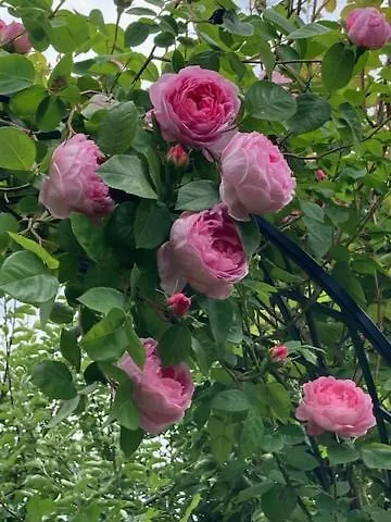 Paeusken Mit Rosengarten Im Hochsauerland * Bestwig